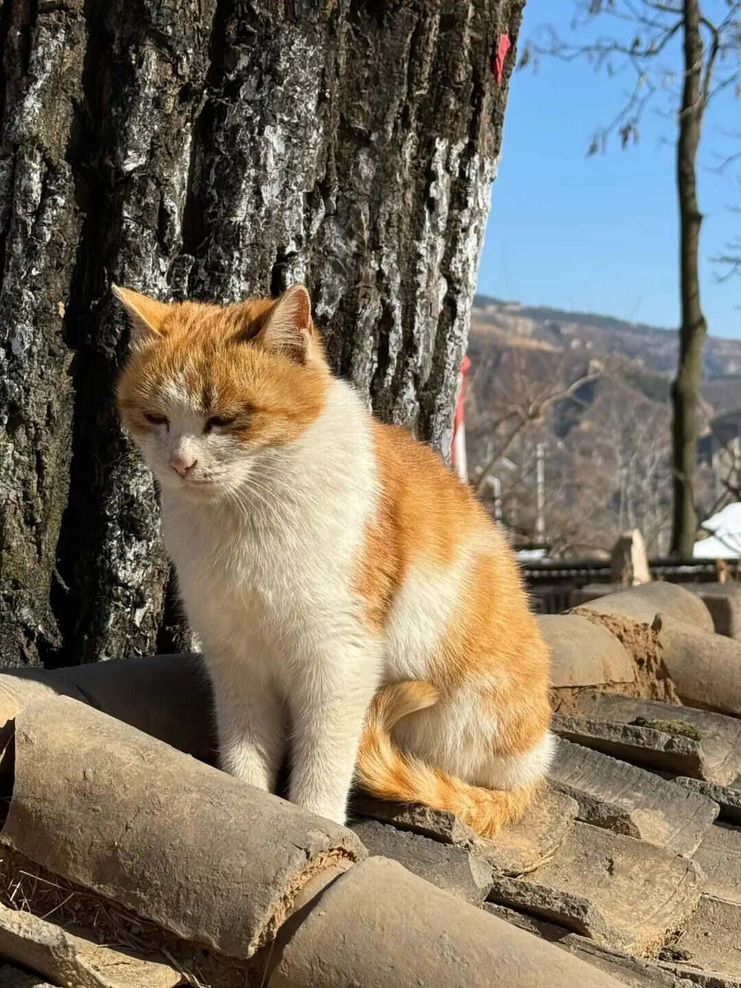 探秘猫村：一个被喵星人守护的乌托邦
