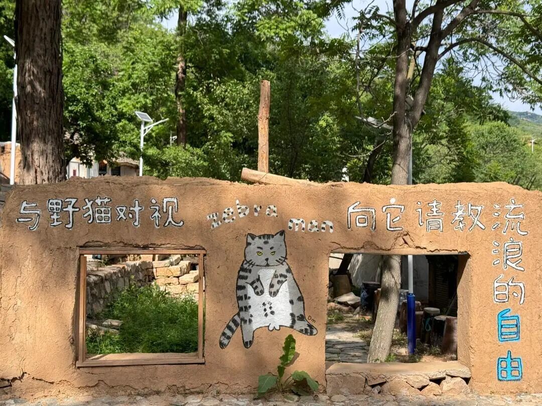 探秘猫村：一个被喵星人守护的乌托邦