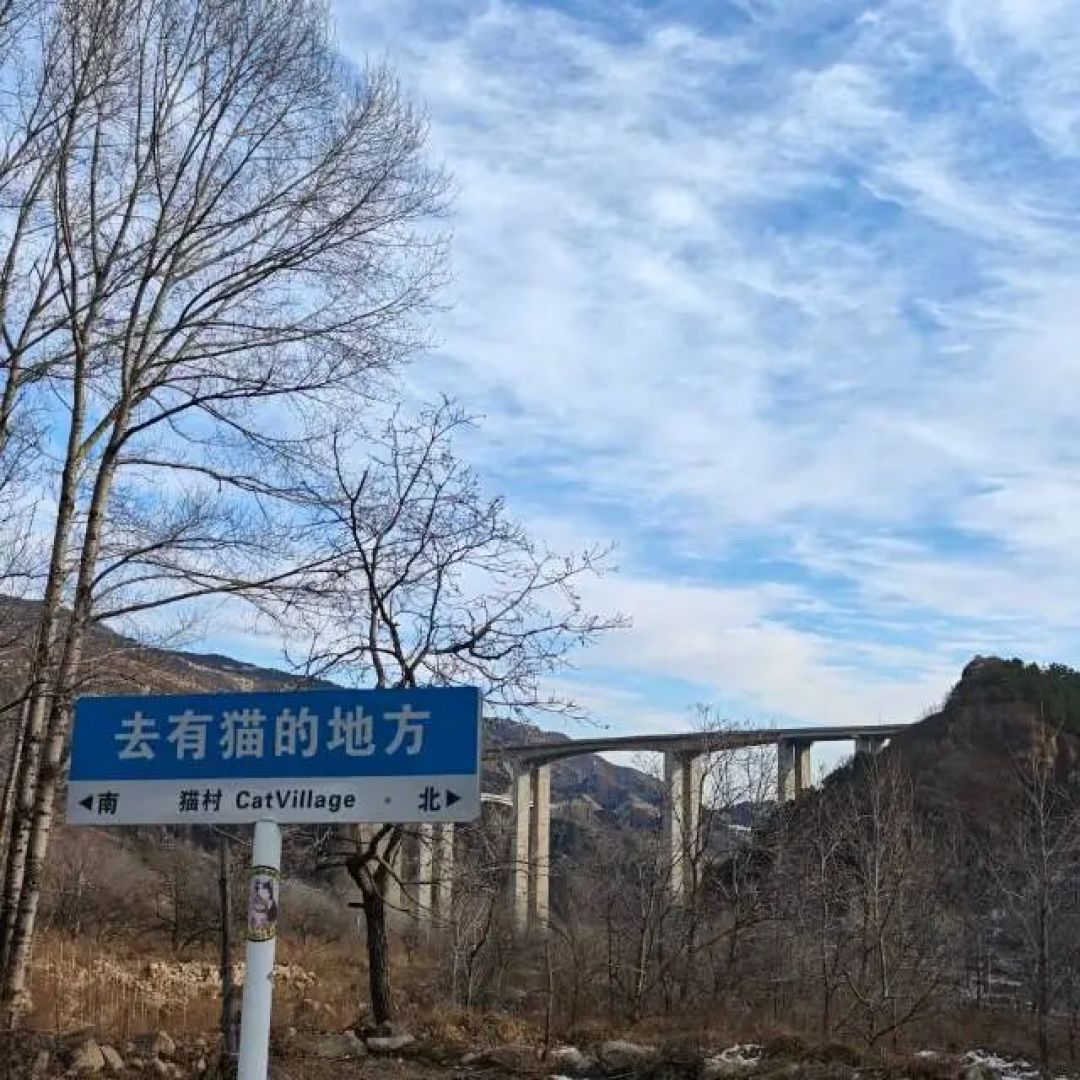 闯入太行山下的“猫猫王国”。阜平猫村：不是完美的乌托邦，但无疑是猫猫们的避风港。