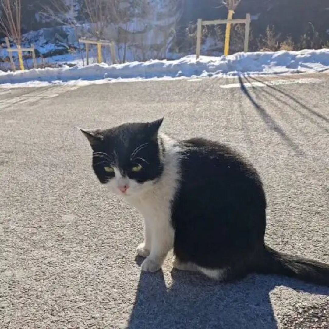 闯入太行山下的“猫猫王国”。阜平猫村：不是完美的乌托邦，但无疑是猫猫们的避风港。