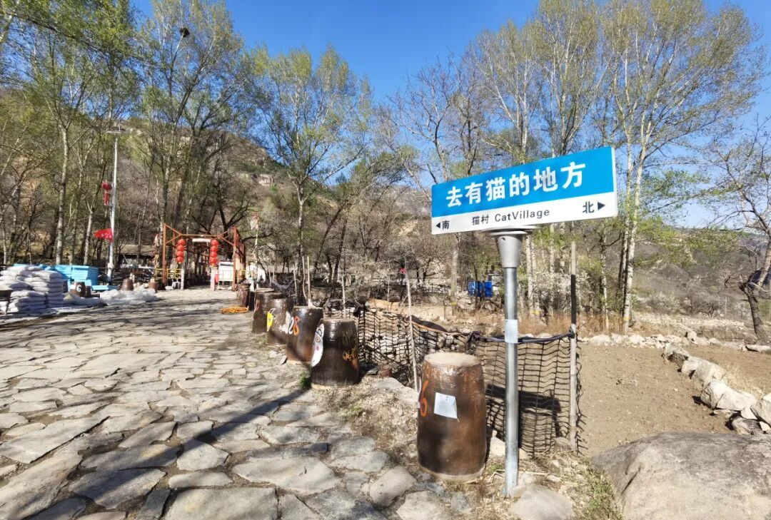 猫村“去有猫的地方，去心里想去的地方”