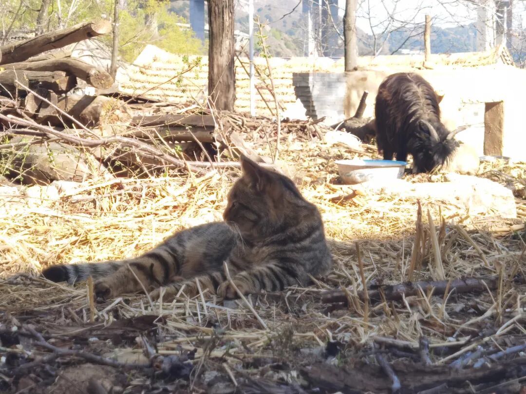 猫村“去有猫的地方，去心里想去的地方”