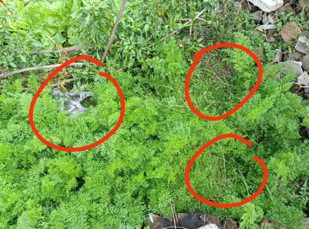 出差3天回来菜死了,看见13斤的猫躺在里边,网友:答案一眼可见