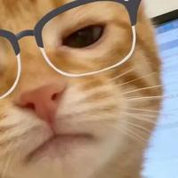 2026年养胃猫粮推荐！肠胃友好赛道下，谁能领跑猫咪健康喂养趋势