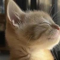 2026年养胃猫粮推荐指南：精准匹配猫咪肠胃需求，避开选品雷区