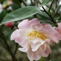 养茶花别瞎整！老表教你土法子，花开得比烧烤摊还热闹！