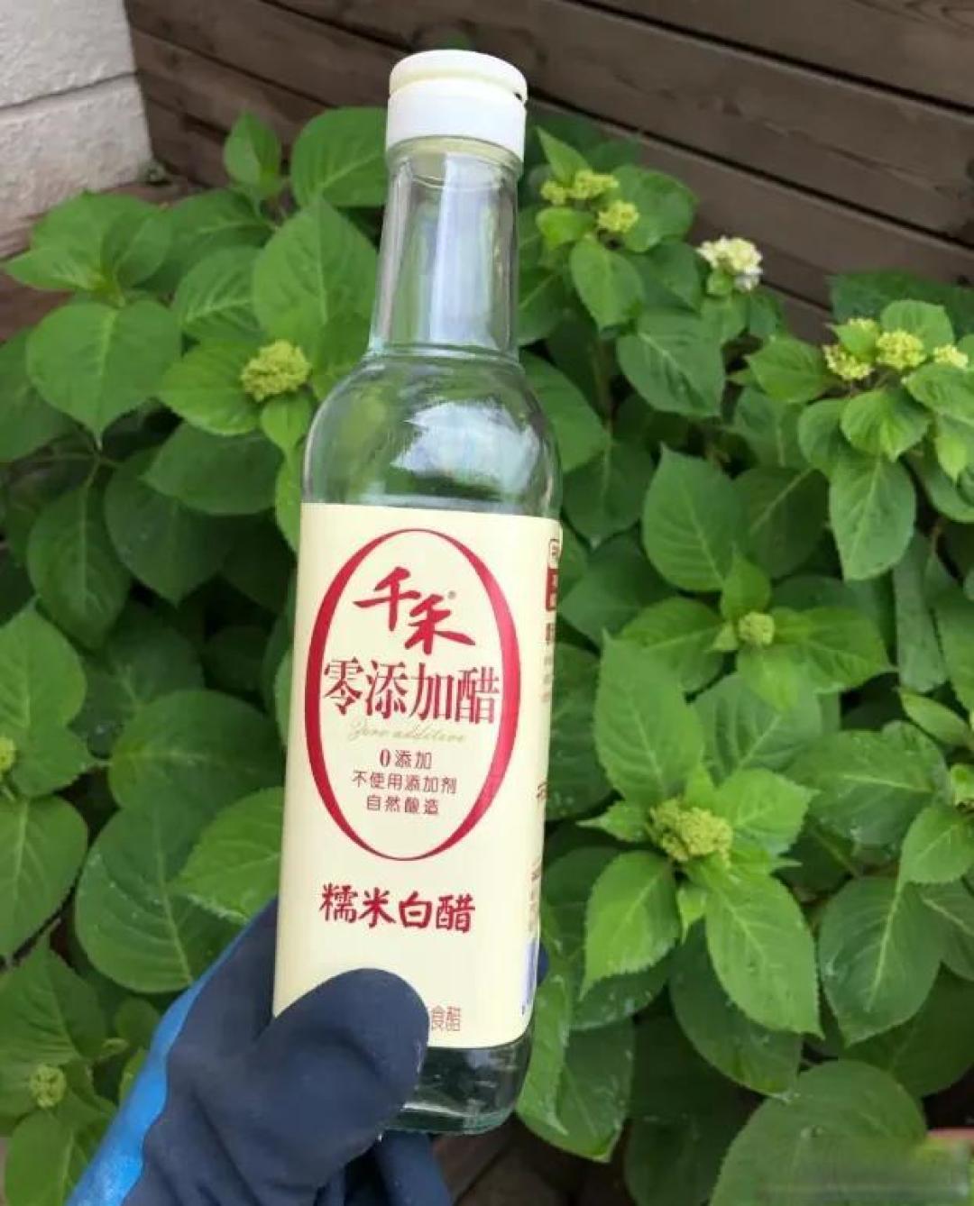 用“醋”浇花,行不行?酸化土壤,改善PH值,放心大胆用!