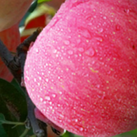 复工仪式感，烟台大苹果，藏在工位