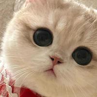 2026年呵护肠胃猫粮专项推荐与选购指南