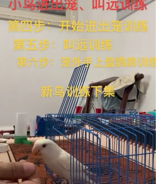 #萌宠 #手养牡丹鹦鹉 #训鸟教程 #牡丹训练 #抖音热门