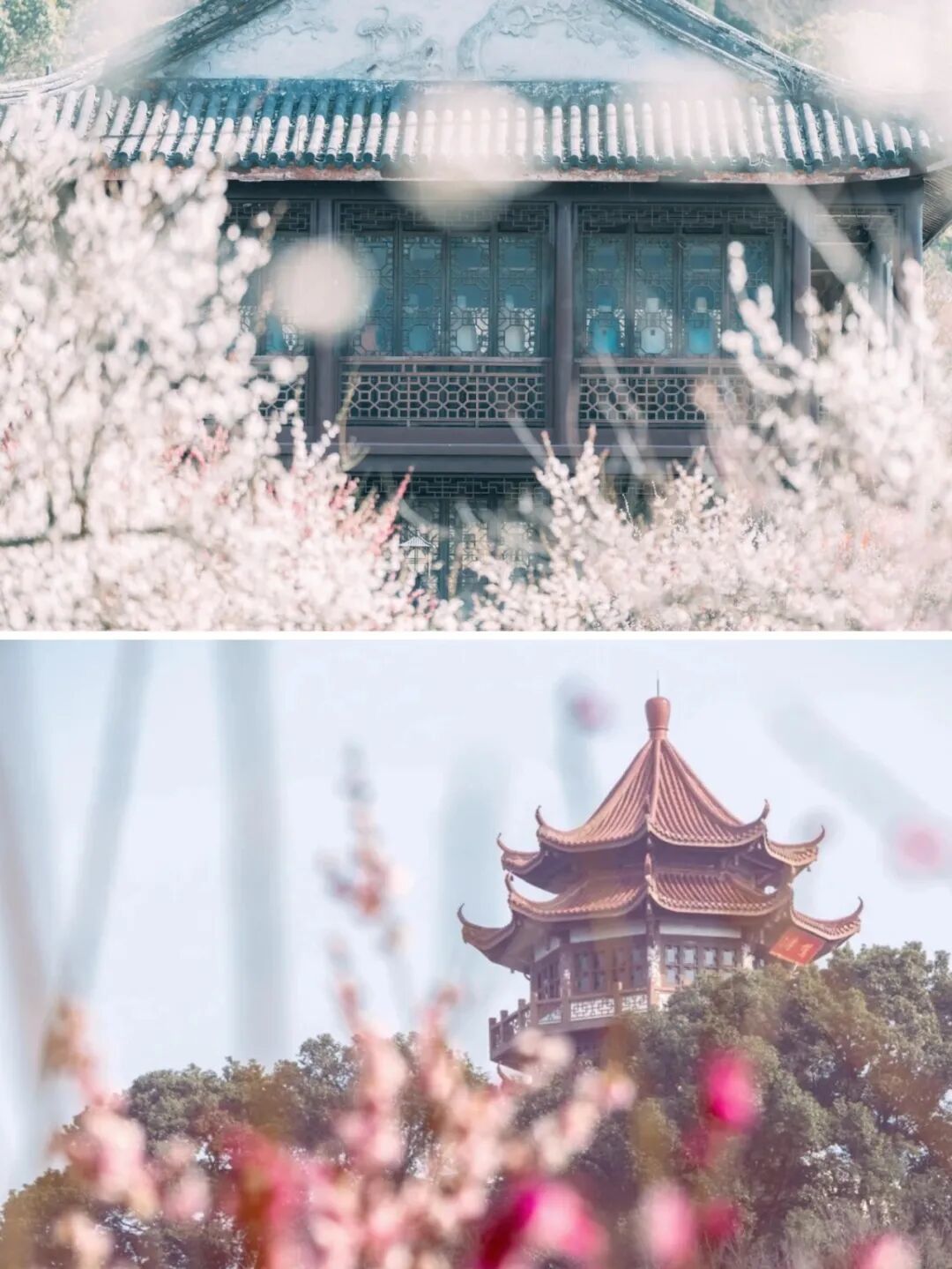 新增嘉定集合|3.1登岛看林屋梅海、地下探洞,拜天下第一财神,登高望缥缈太湖~