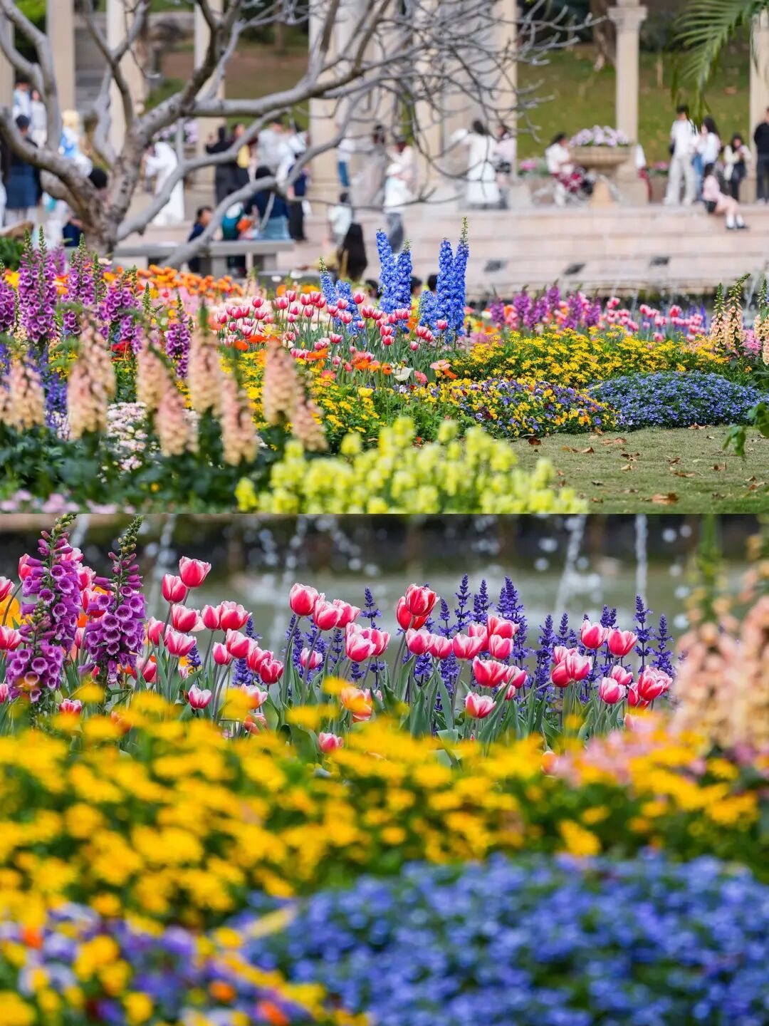 广州“莫奈花园”空降!云台花园郁金香展倒计时1天!