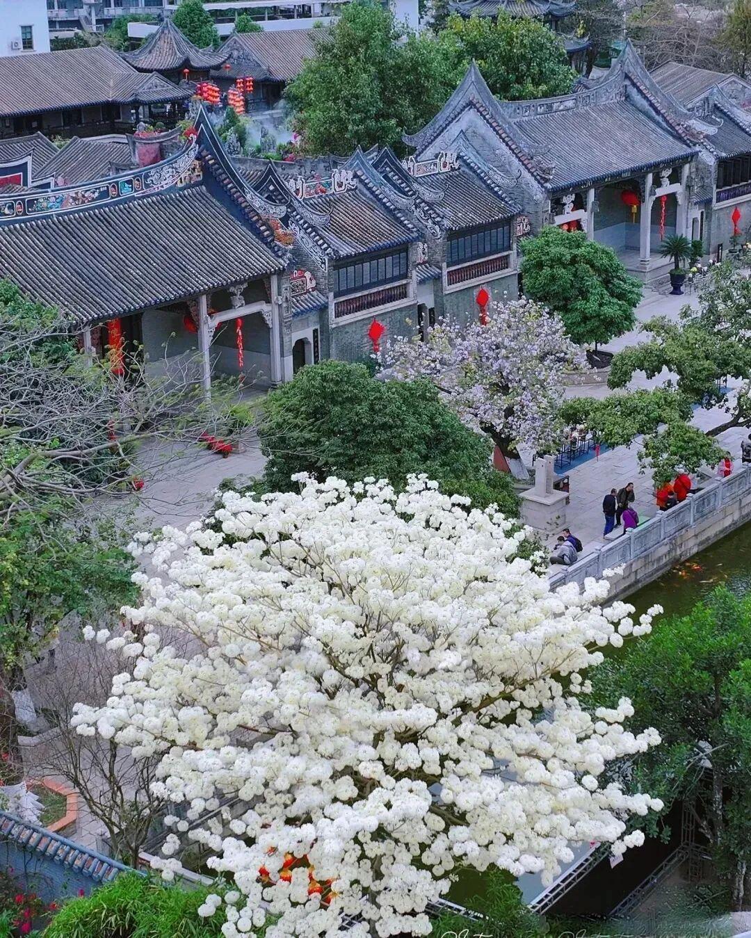 古园藏雪,余荫山房白花风铃木迎来盛花期