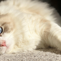 分阶分龄猫粮怎么选？分阶分龄品牌盘点！