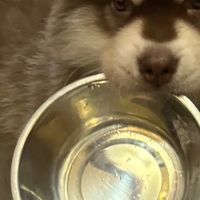 狗狗肠胃差吃什么烘焙狗粮？护肠狗粮测评，肠胃弱狗狗放心选