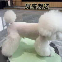 泰迪萌宠造型身体剃法来啦~ 喜欢毛茸茸质感的宝子都可以参考今日份刀头剃法哦~#宠物美容培训学校 #宠物美容 #宠物美容培训