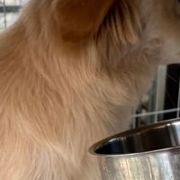 38节什么烘焙狗粮比较好?无谷狗粮排名盘点