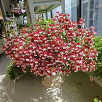 有种“零差评”盆栽花，颜值高，香香的，花期大半年，养过都夸