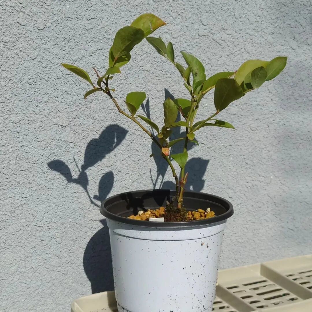 养盆栽蓝莓的基础技巧,做好7点,保证今年吃上果