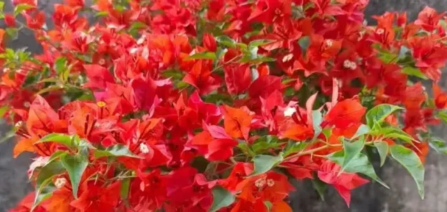 三角梅易爆花清单：勤花、好养、颜值高，新手轻松养爆花