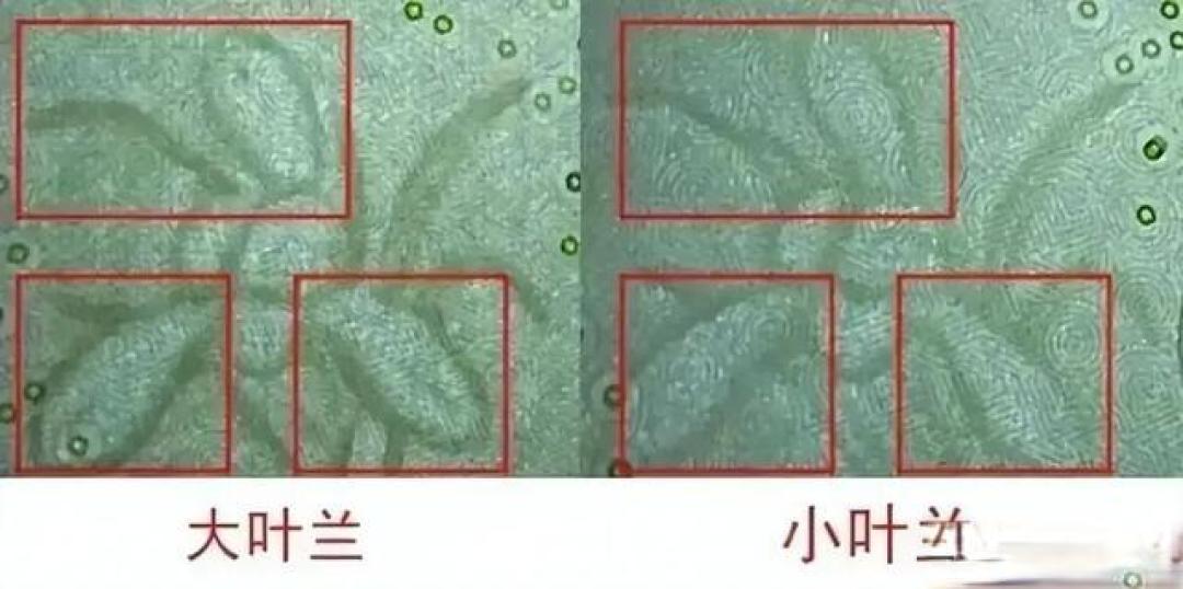 部分地区已停止兑换五版1元纸币，4种稀缺品种，最高估价5万