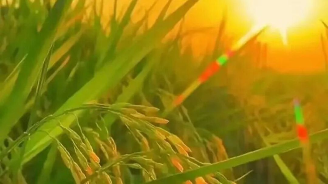 《谷乔》电子文学杂志九年级第37期
