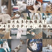 猫片太多手机爆满？交给绿联DXP4800 Pro，养猫人的最佳数码搭子