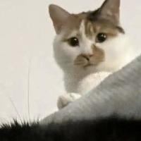 2026玻璃胃猫粮推荐：护肠优选指南