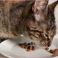 猫粮营养到位却吸收差？高动物蛋白与消化率才是长肉关键