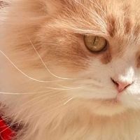 养猫喂不对＝白养！这5个坑千万别踩，内附2026放心猫粮品牌