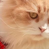 别再乱喂了！这5个问题，决定你家猫寿命,内附质量好的猫粮品牌