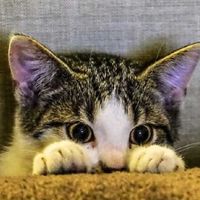 救命！选猫粮崩溃？一篇治好选择困难,内附世界十大顶级猫粮品牌