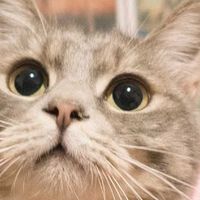 养猫新手必藏！5点解决80%喂养烦恼,内附3月最新猫粮排名