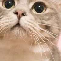 难怪你家猫总出问题！原来喂养全错了,内附2026最新猫粮排行