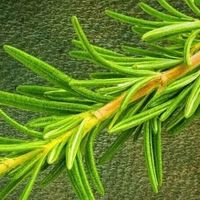 迷迭香提专注、薄荷秒清醒、柑橘抗焦虑：按场景选对香型与载体才真提神