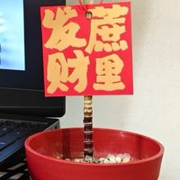 复工仪式感拉满！迷你小甘蔗盆栽，寓意超绝还超好养