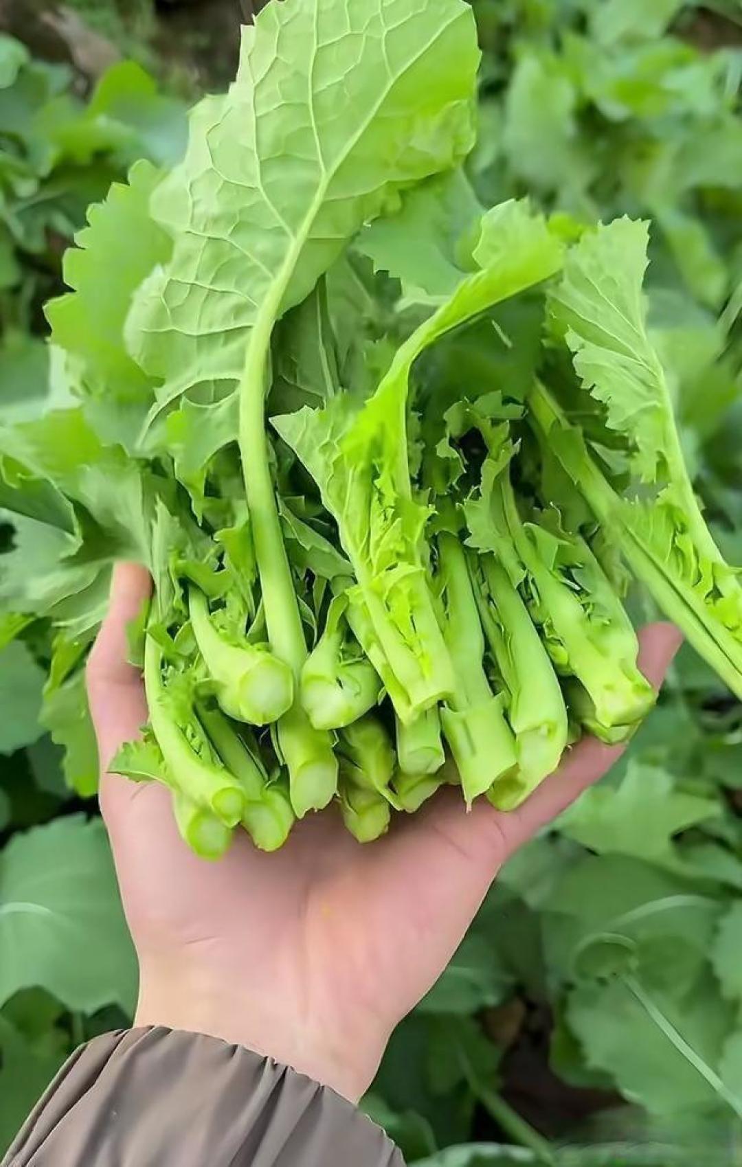 川渝“怪菜”杀疯了!比豌豆尖顶劲,外地人嫌弃本地人抢疯