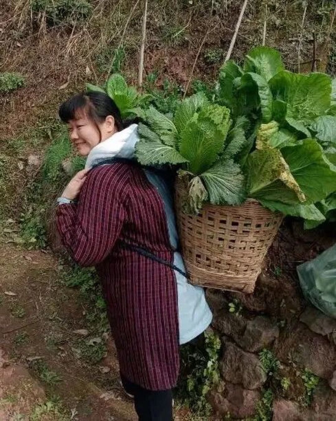 川渝有神菜,我决定带一行李箱的豌豆尖儿去赶飞机