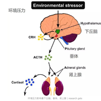 压力大到对亲密接触提不起兴趣？四步重启身体自然渴望
