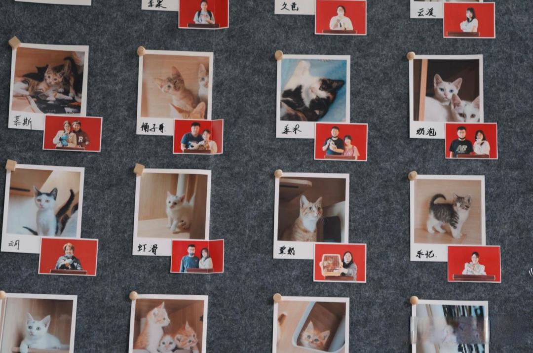 现在流浪猫太多，如何保护它们?