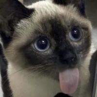 2026年肠胃猫粮深度测评与选型指南