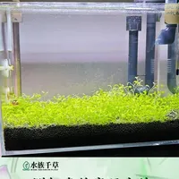 灯光够不够用 水草灯开多大功率？不用猜，自己实测最好。#水族 #水族爱好者 #水草缸 #水草造景 #水草