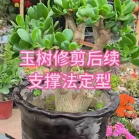 玉树修剪后续#花卉绿植#养花小知识 #家庭养花#园艺#玉树修剪