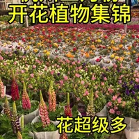 杭州三月份开花植物集锦春天来了花多了#花卉种植基地 #阳台花园 #阳台种植 #阳台花箱