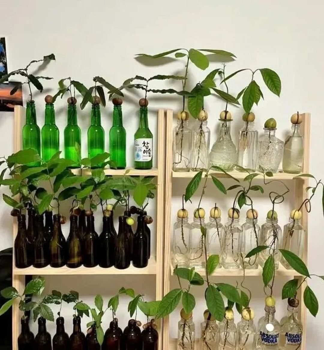 南京一女子用“酒瓶养牛油果”火了，好美，网友：好想和你做朋友