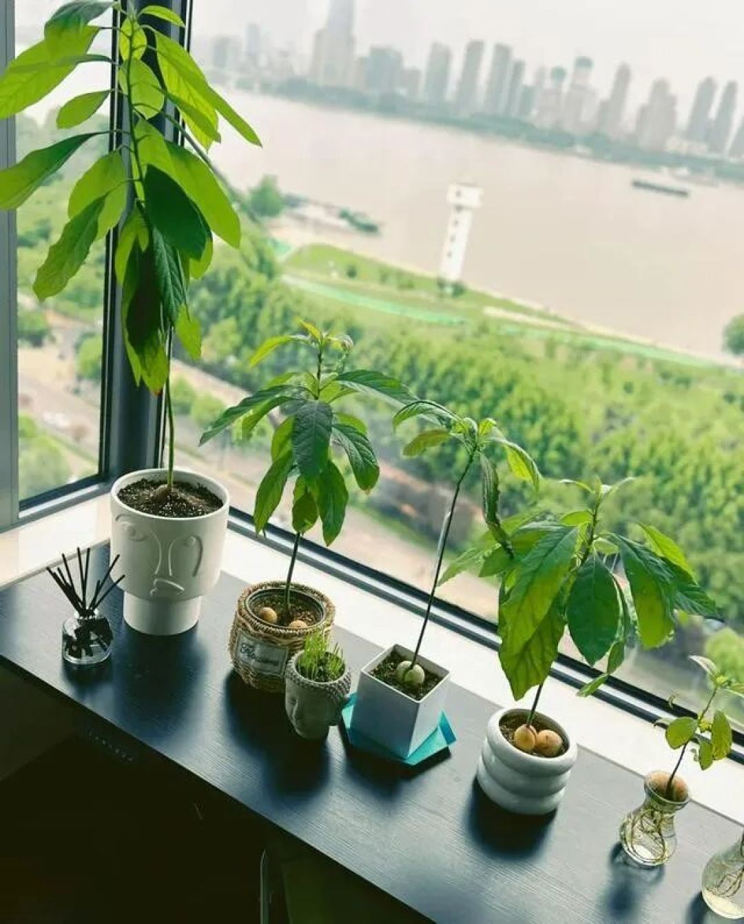南京一女子用“酒瓶养牛油果”火了，好美，网友：好想和你做朋友
