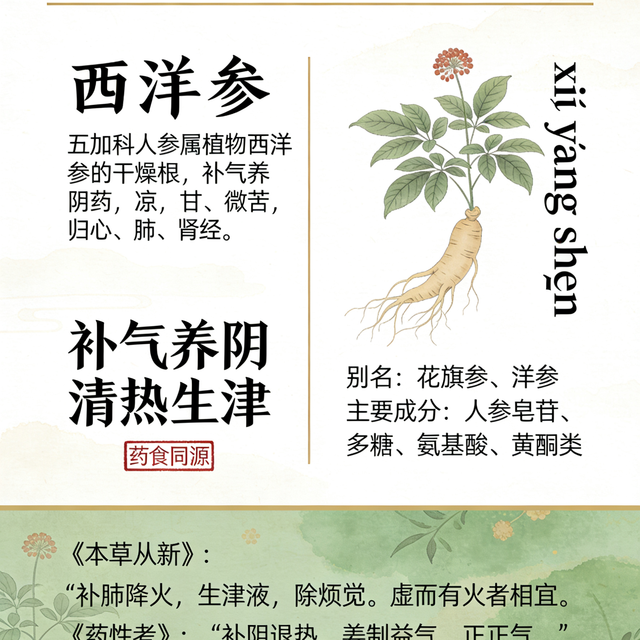 药食同源｜每天认识一味食养食材：西洋参
