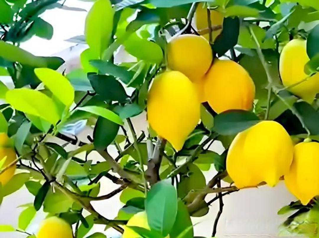 推荐十种庭院植物,解读流量密码,打造诗意空间