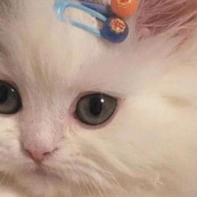 2026年养胃猫粮推荐：权威口碑榜单