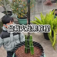 盆栽火龙果保姆级教程,从枝条到果实全程记录。
第1集-种植。
#果树种植管理 #创作者中心 #火龙果 #火龙果盆栽 #盆栽果树